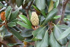 Magnolia grandiflora